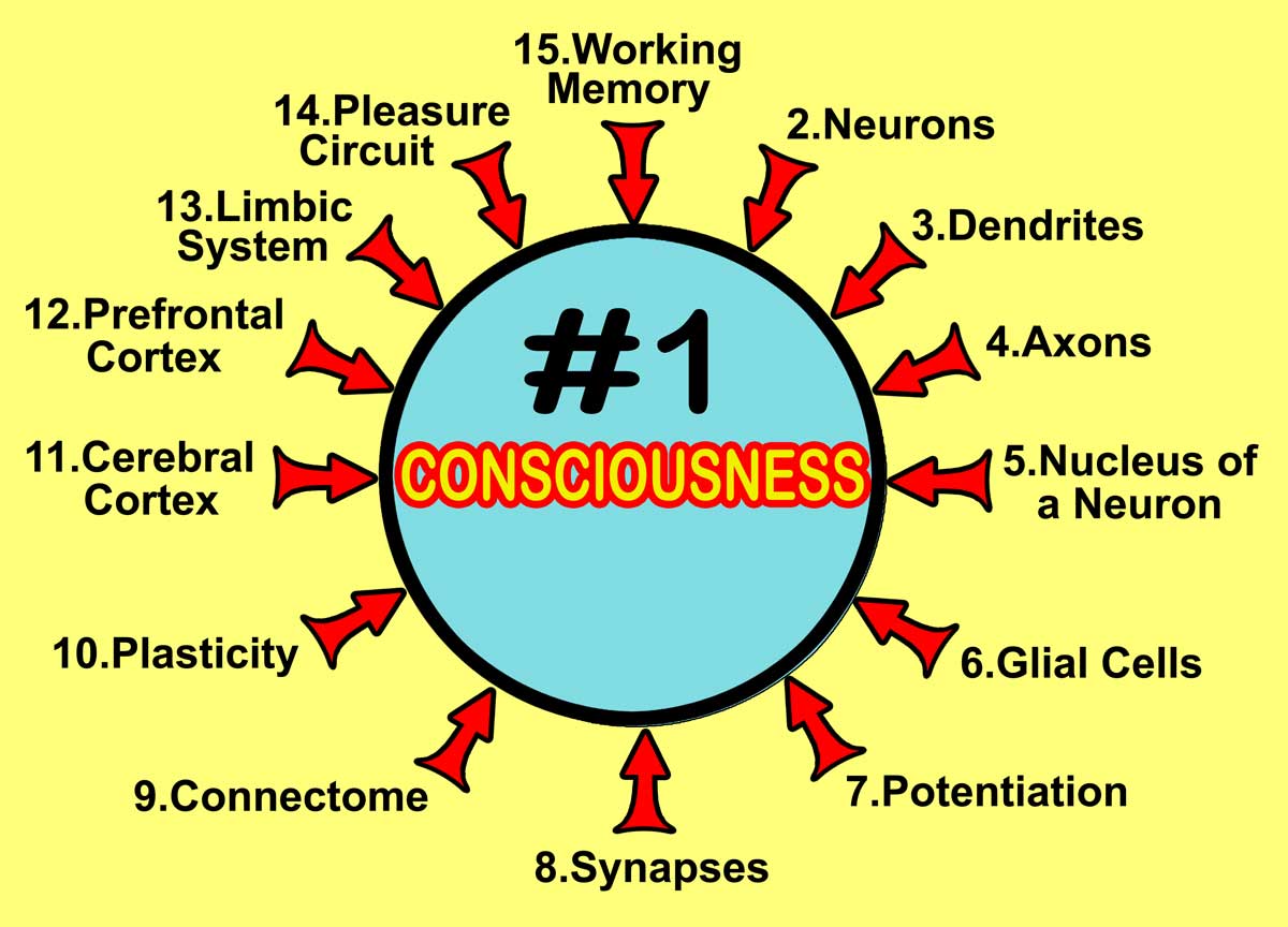 Consciousness Brain Idea