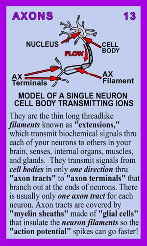 Axons