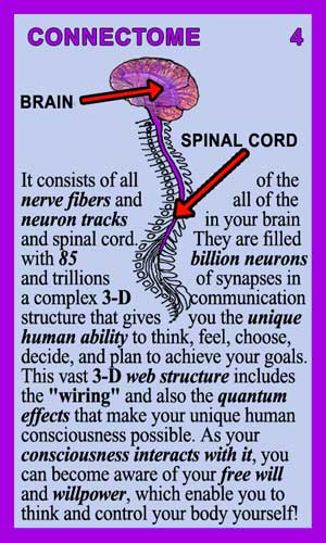 Connectome