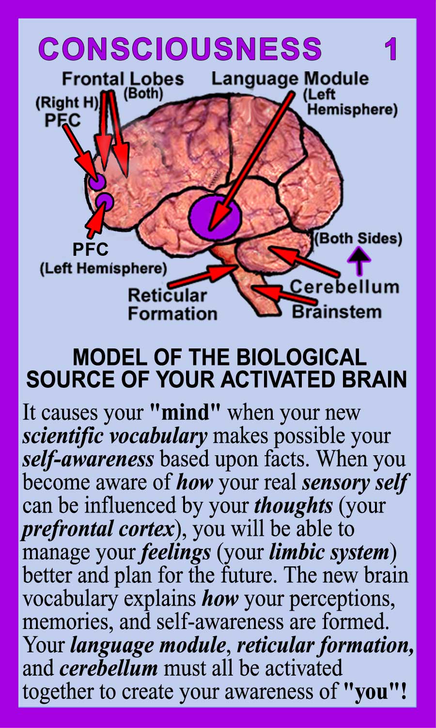 Consciousness Brain Flash Card 1 Back