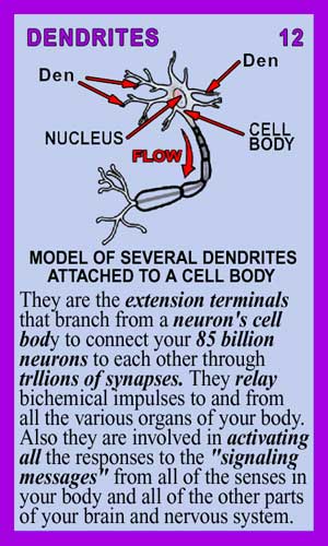 Dendrites