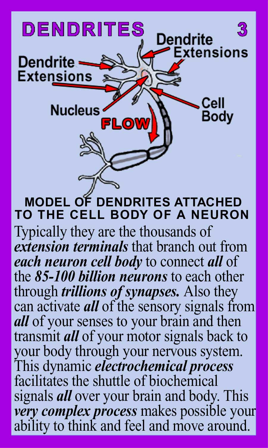 Dendrites-Back