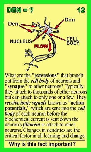 Dendrites