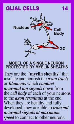 Glial Cells