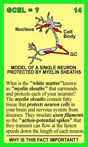 Glial Cells