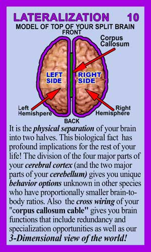 Lateralization