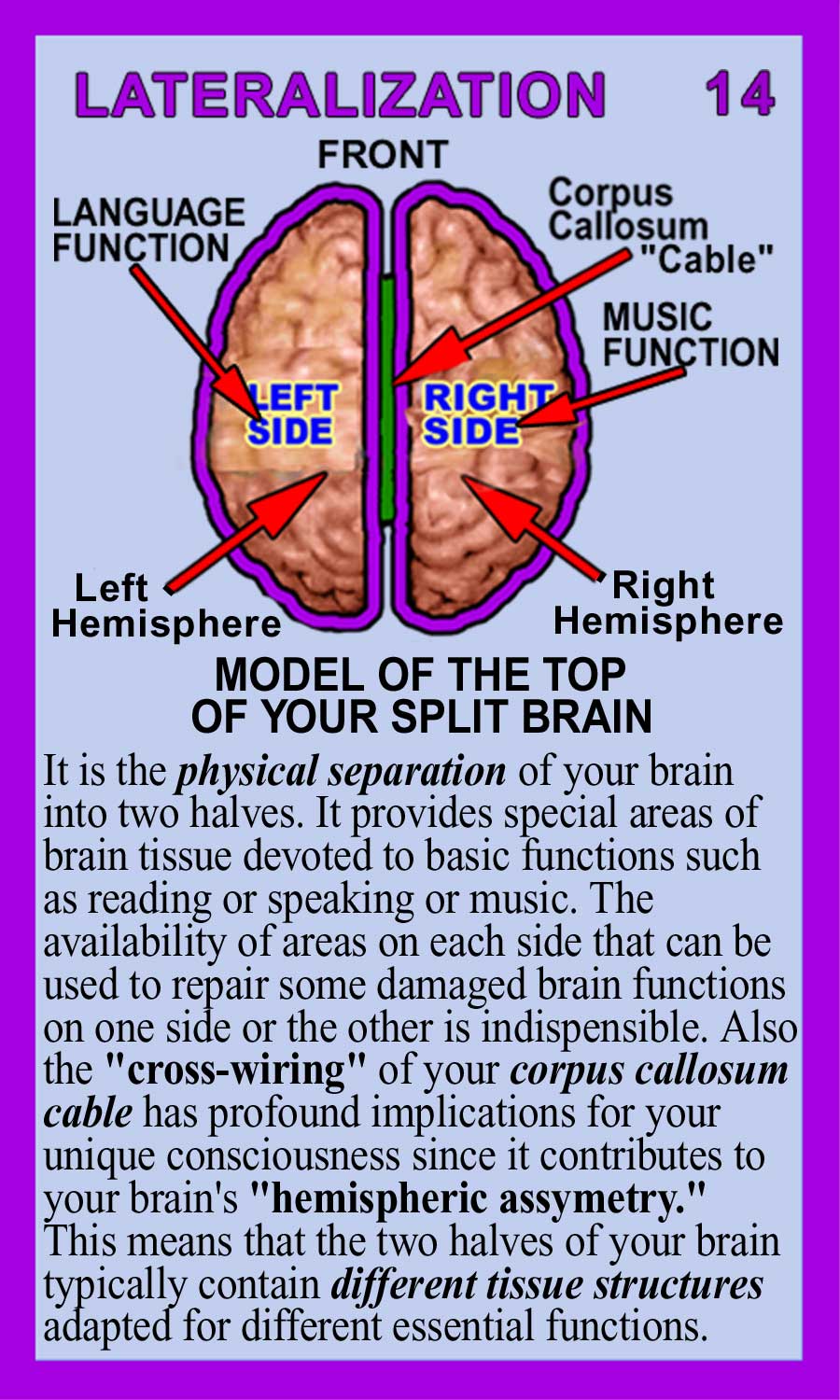 Lateralization-Back