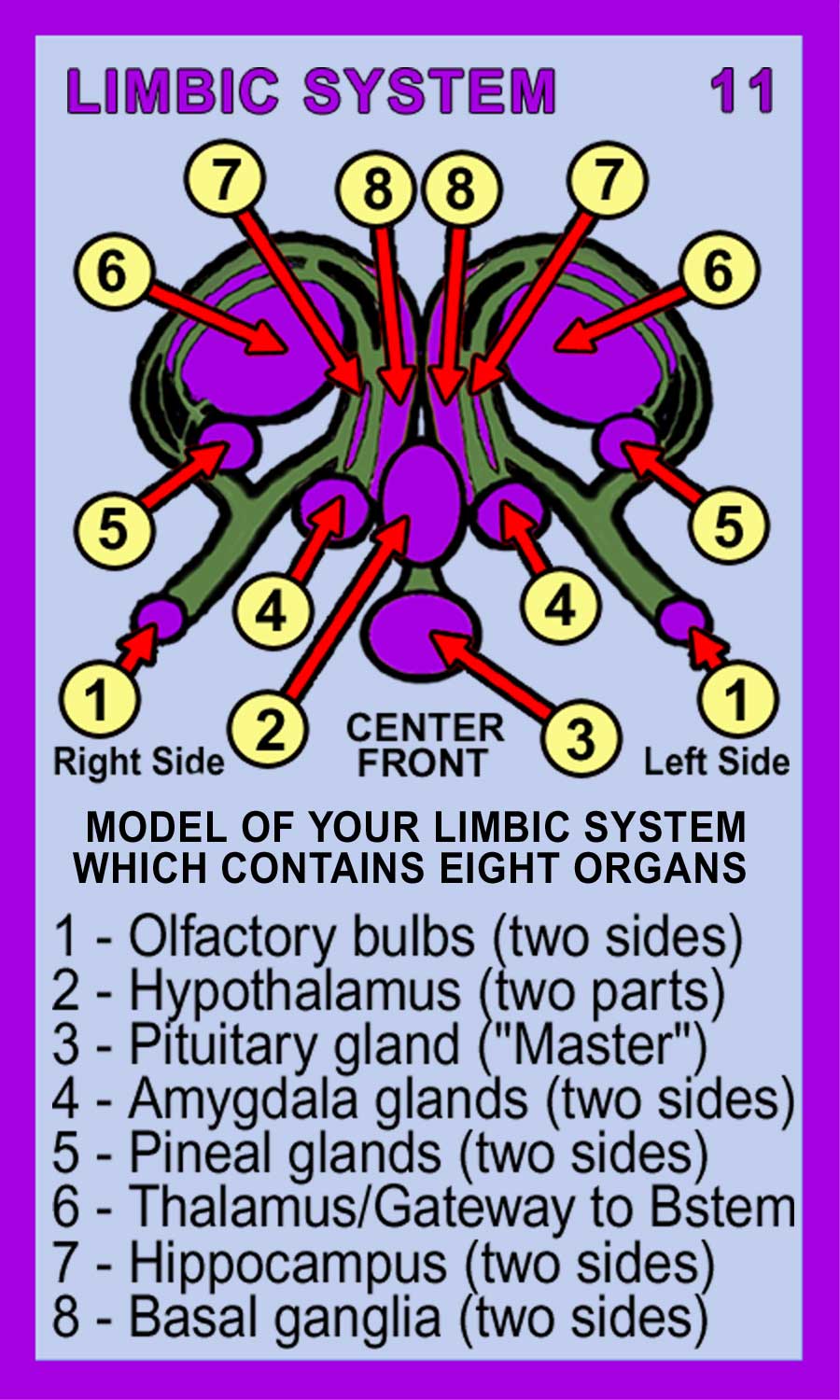 Limbic-System-Back