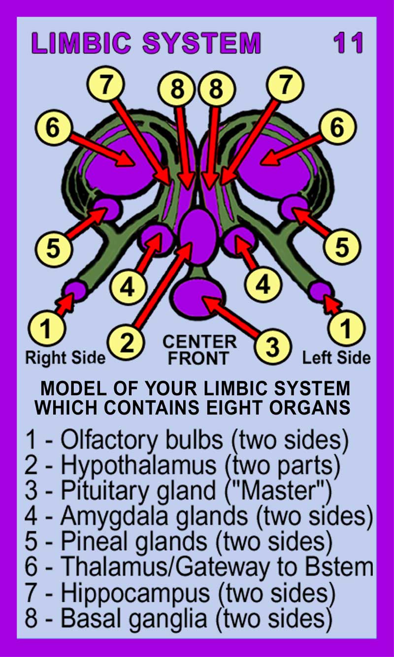 Limbic System Back