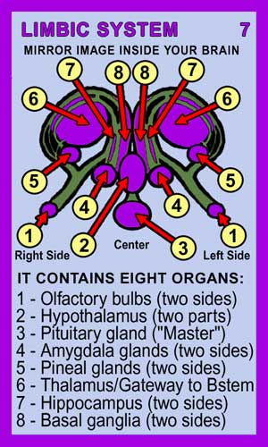 Limbic System