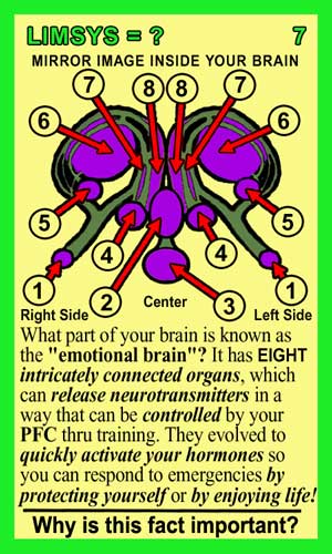 Limbic System