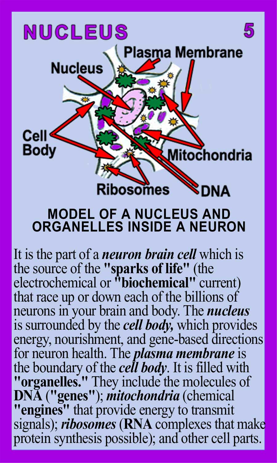 Nucleus-Back