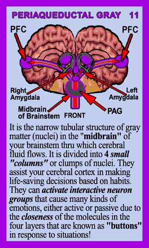 Periaqueductal Gray