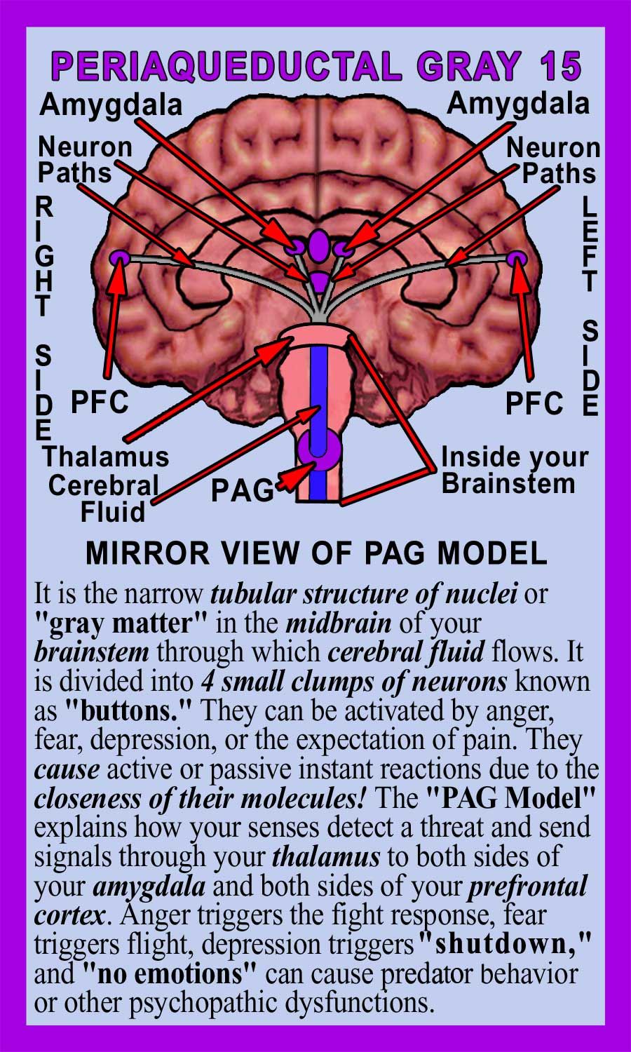 Periaqueductal Gray Back