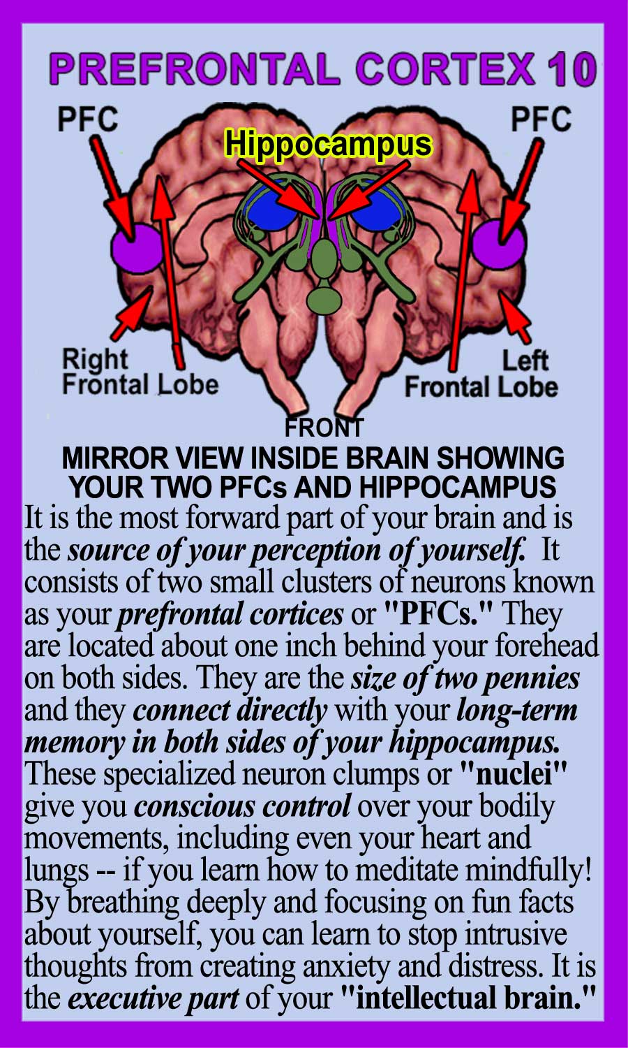 Prefrontal Cortex Back