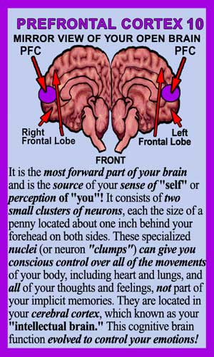 Prefrontal-Cortex