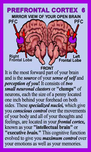 Prefrontal Cortex