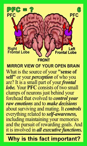 Prefrontal Cortex