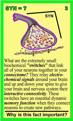 Synapses Front #3s