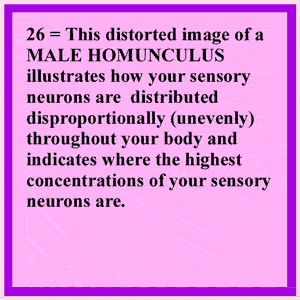 Occipital Lobes