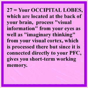 Temporal Lobes