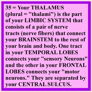 Hypothalamus