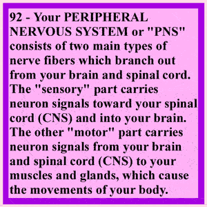 Sympathetic Nervous System