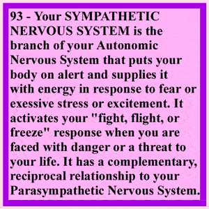 Parasympathetic Nervous System