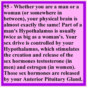 Ventral Media Cortex