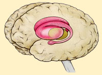 LIMBIC SYSTEM