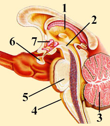 CROSS SECTION OF BRAIN STEM