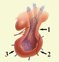 PITUITARY GLAND