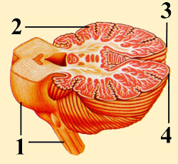 SIDE VIEW OF SPLIT CEREBELLUM 