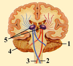 FRONT VIEW OF SPLIT HEMISPHERES