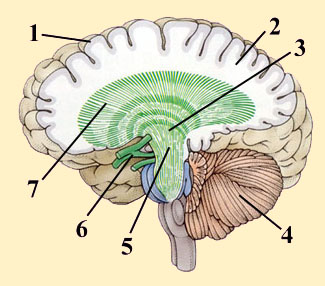 MYELINATED NERVE FIBER PROJECTIONS