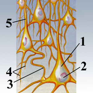 NEURON NETWORKS