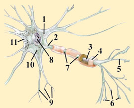 YOUR TYPICAL NEURON