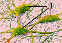 CEREBRAL CORTEX NEURON NETWORK