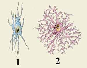 GLIAL CELLS