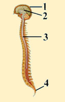 SPINAL CORD