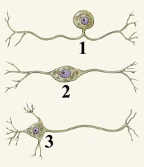 DIVERSE STRUCTURE OF BRAIN CELLS