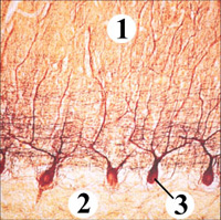 CEREBELLER PROJECTION FIBERS