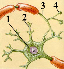 SYNAPTIC KNOBS