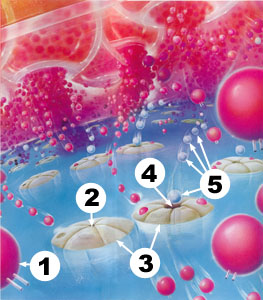 Description of Sensory Cortex Dynamic Synaptic Ionic Action