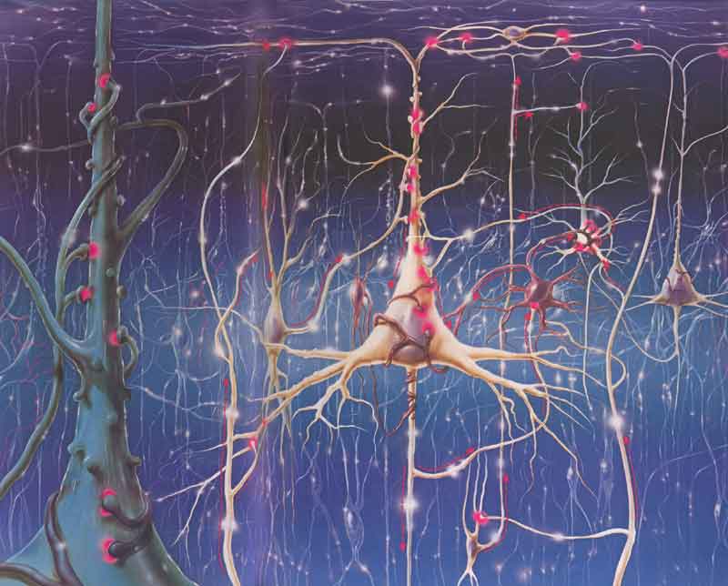 Enlarged Image Inside Your Cerebral Cortex Sensory Strip