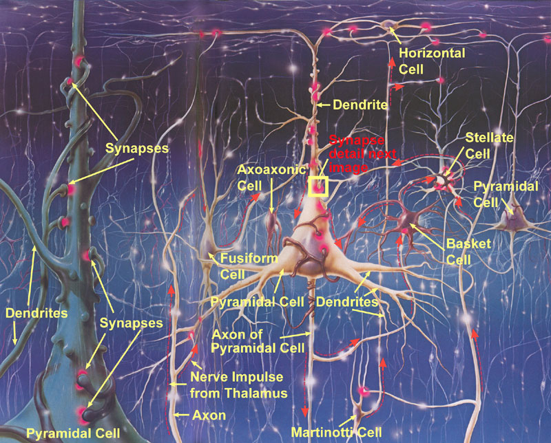 Cerebral Cortex Sensory Strip Microscopic Image -- with Names