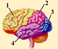 CEREBRUM