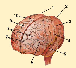 CEREBRAL CORTEX FUNCTIONS