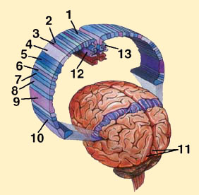 SENSORY STRIP