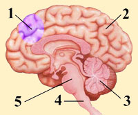 ANTERIOR CINGULATE